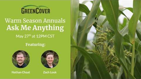 Warm Season Cover Crop Species: Q&A on Sorghum-Sudangrass, Cowpeas, and More