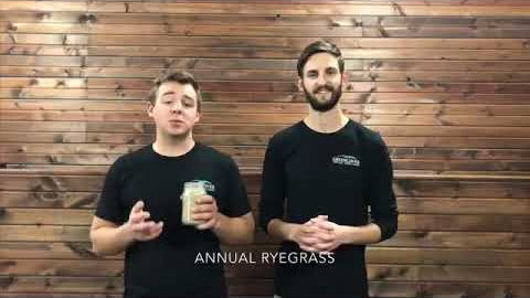 Annual Ryegrass: Why It's Different From Cereal Rye (And Why That Matters)