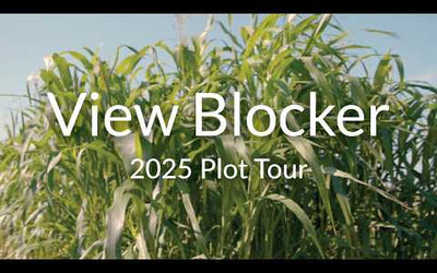 View Blocker Food Plot Blend: Tall Sorghum Screen for Deer Privacy