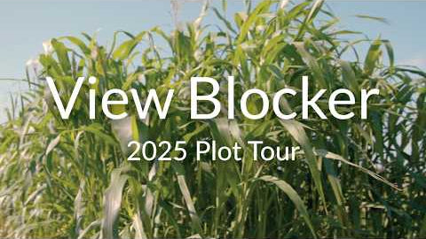 View Blocker Food Plot Blend: Tall Sorghum Screen for Deer Privacy