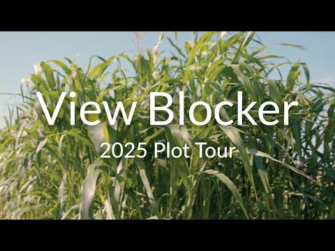 View Blocker Food Plot Blend: Tall Sorghum Screen for Deer Privacy