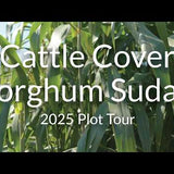 Cattle Cover BMR Sorghum Sudan: High Digestibility for Hay and Grazing