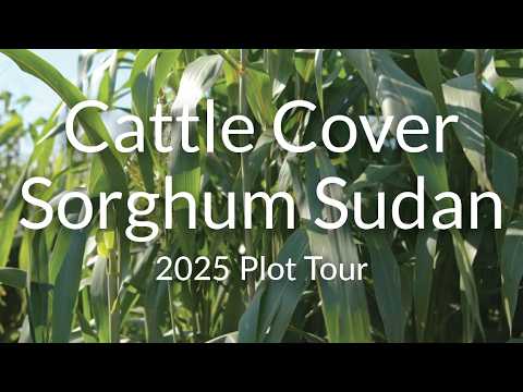 Cattle Cover BMR Sorghum Sudan: High Digestibility for Hay and Grazing