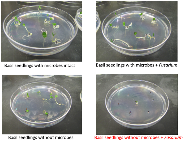 Harnessing the Power of Microbes for Healthier Agriculture