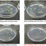 Harnessing the Power of Microbes for Healthier Agriculture