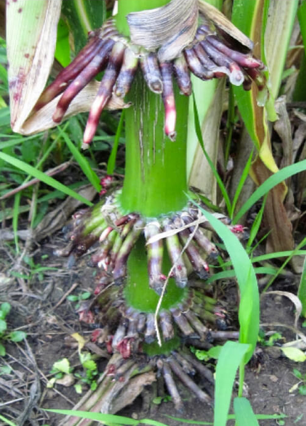 Nitrogen-Fixing Corn?