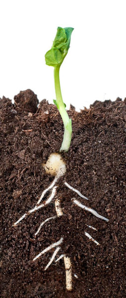 Cross-section of a seedling in soil