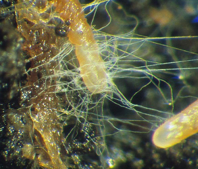 Everything You Ever Needed to Know About Mycorrhizal Fungi