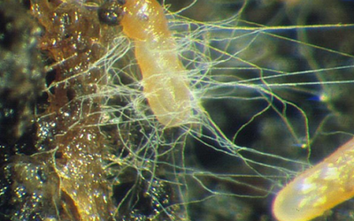 Everything You Ever Needed to Know About Mycorrhizal Fungi