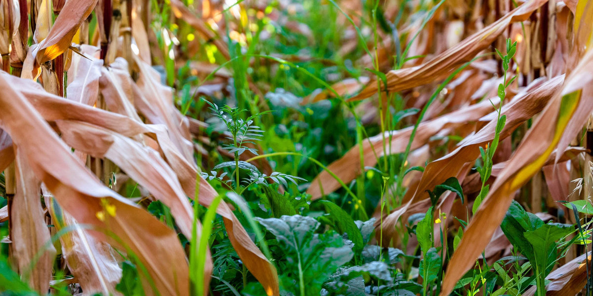 Lush, diverse cover crop growing between rows of corn.