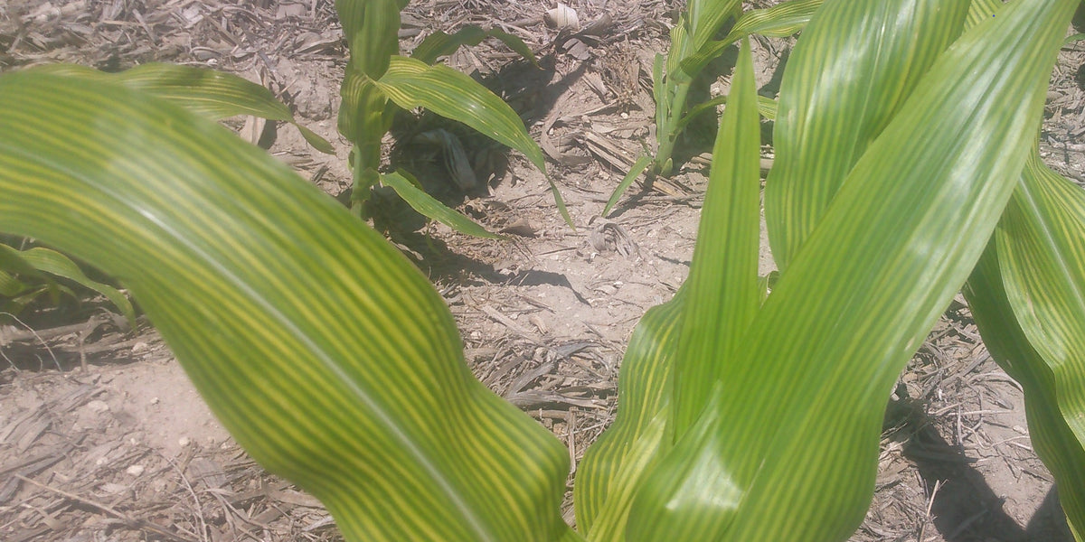 Can cover crops prevent iron deficiency chlorosis?