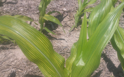 Can cover crops prevent iron deficiency chlorosis?