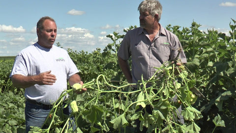 Squash in Cover Crop Mixes: Early Results from Our Test Plot