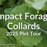 Impact Forage Collards for Grazing: Cold and Heat Tolerance in One Brassica