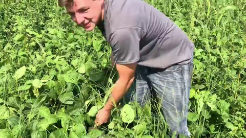 What Legume Roots Do for Your Soil