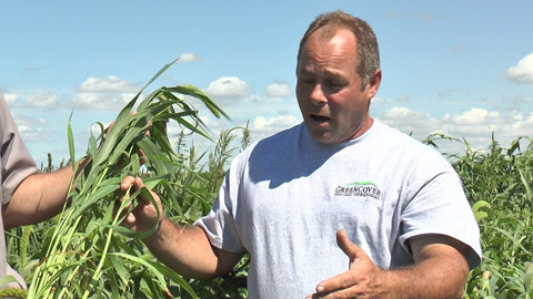 German Millet for Quick Grazing and Hay