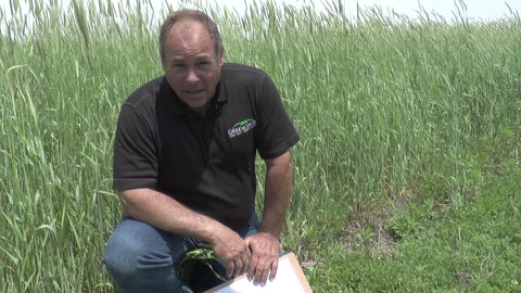 Strawberry Clover for Salty Soils and Wet Conditions