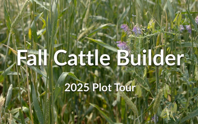 Fall Cattle Builder: High-Protein Forage for Fall and Spring Grazing