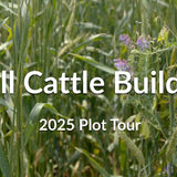 Fall Cattle Builder: High-Protein Forage for Fall and Spring Grazing