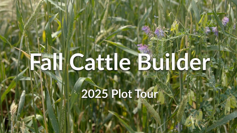 Fall Cattle Builder: High-Protein Forage for Fall and Spring Grazing