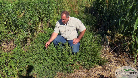 Korean Lespedeza: A Summer Annual Legume for Pasture and Grazing