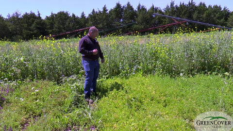 Medics and Bladder Clover: Finding Cover Crops for Hot, Dry Regions