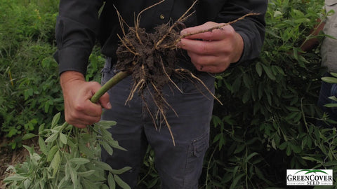 Pigeon Peas as a Cover Crop: What We Learned in Our Test Plot