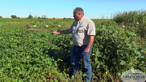 Forage Soybeans: Three Varieties Compared in the Field