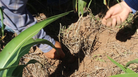 How No-Till, Cover Crops, and Grazing Build Mellow Soil