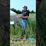 Pre-Corn Cover Crop Mix: Barley, Vetch, and Camelina for Spring Corn Planting