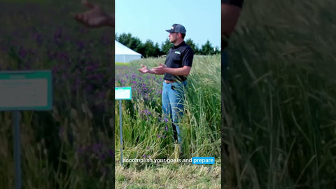 Pre-Corn Cover Crop Mix: Barley, Vetch, and Camelina for Spring Corn Planting