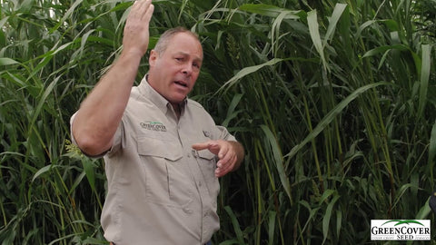 Sweet Forever BMR: High-Quality Grazing That Stays Leafy