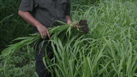 Hybrid Pearl Millet for High Yields and Grazing