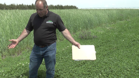 White Clover Types for Pasture and Food Plots: Ladino, Intermediate, and Dutch Strains