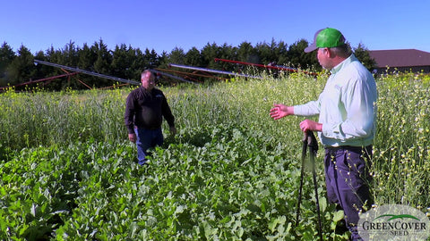 Bayou Hybrid Rape/Kale for Late-Season Grazing and Wildlife Food Plots