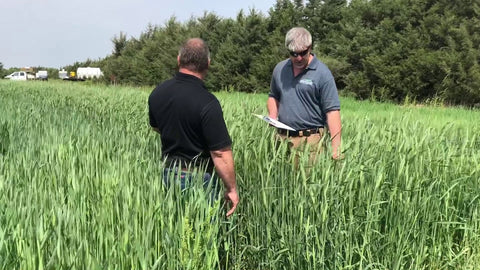 Montech Triticale: A Beardless Option for Cover Crops