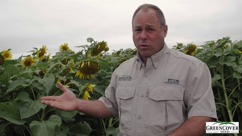 Double Crop Sunflowers with Companion Crops: Profit and Soil Health Together