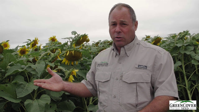 Double Crop Sunflowers with Companion Crops: Profit and Soil Health Together