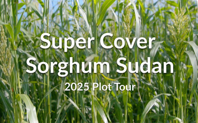 Super Cover Sorghum Sudan: A Budget-Friendly Warm Season Grass