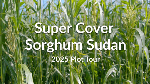 Super Cover Sorghum Sudan: A Budget-Friendly Warm Season Grass
