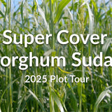 Super Cover Sorghum Sudan: A Budget-Friendly Warm Season Grass