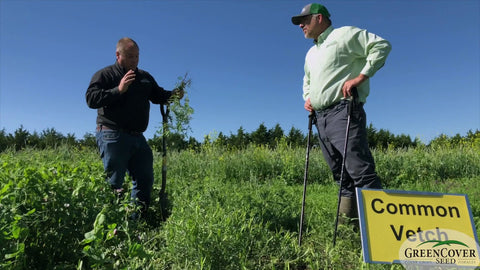 Common Vetch: Early Blooming, Easy to Harvest Legume for Spring Mixes