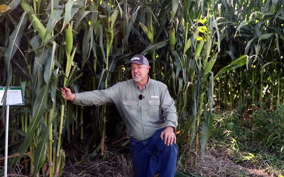Cereal Rye Before Corn: Allelopathy Myths and Nitrogen Management