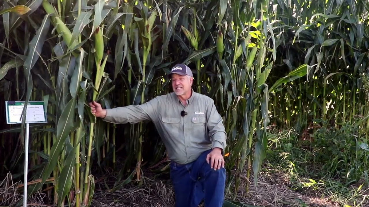 Cereal Rye Before Corn: Allelopathy Myths and Nitrogen Management