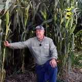 Cereal Rye Before Corn: Allelopathy Myths and Nitrogen Management