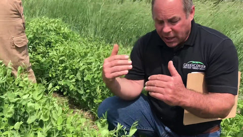 Austrian Winter Pea vs. Wyo Winter Pea: Cold-Hardy Options for Spring Forage