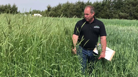 Rye vs. Triticale for Winter Grazing: Know the Differences