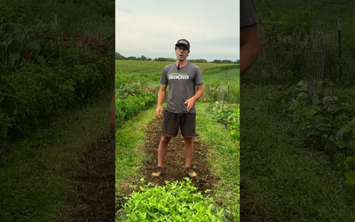 How to Plant Cover Crop Mixes in Your Garden
