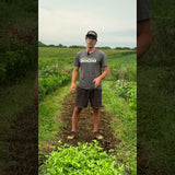 How to Plant Cover Crop Mixes in Your Garden