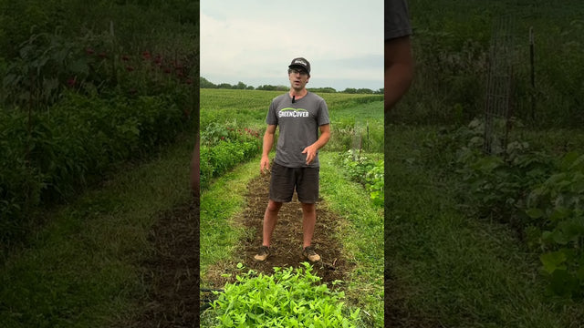 How to Plant Cover Crop Mixes in Your Garden